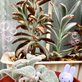 エリオフィラの画像 by ミンちゃんさん | エリオフィラと多肉植物とウサ耳祭りとベランダガーデンと꒰ღ˘◡˘ற꒱かわゅ~とチーム愛知と私好み♡