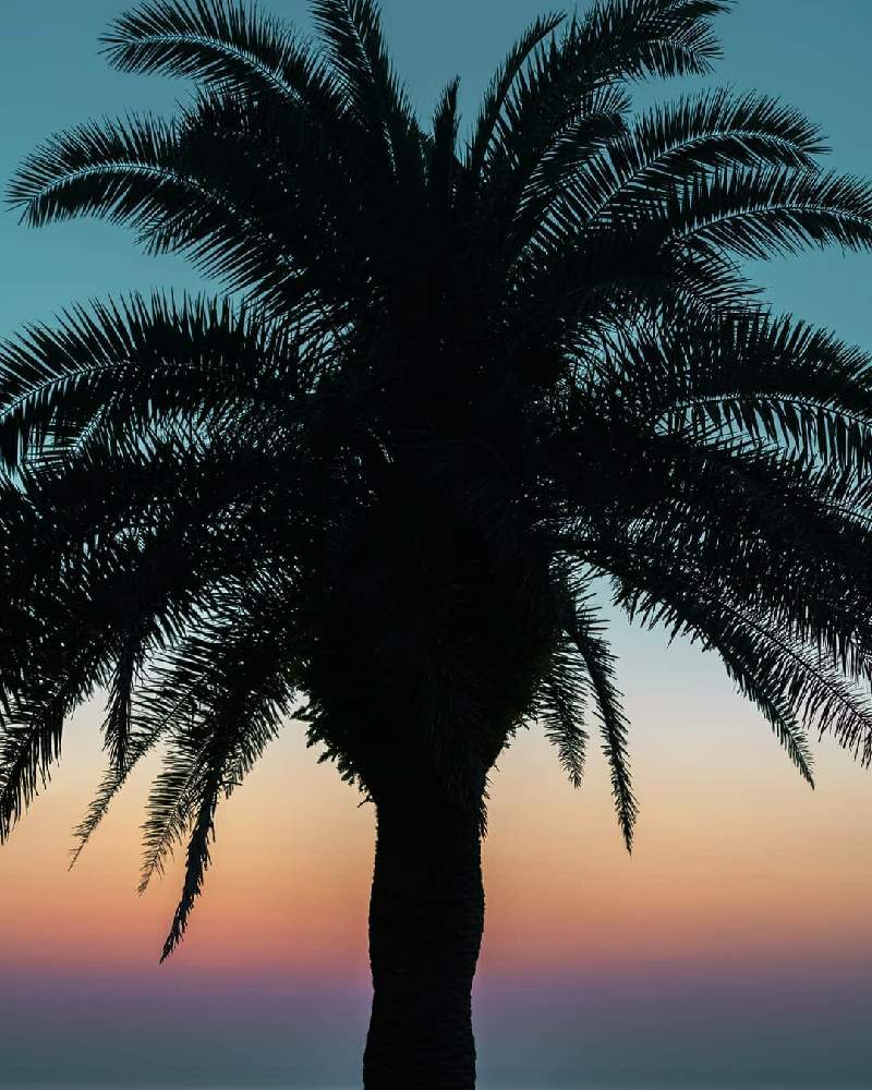 フェニックスの投稿画像 By 日向夏さん 宮崎と景色と樹木と癒しと空と植物と海岸と朝活 21月7月11日 Greensnap グリーンスナップ