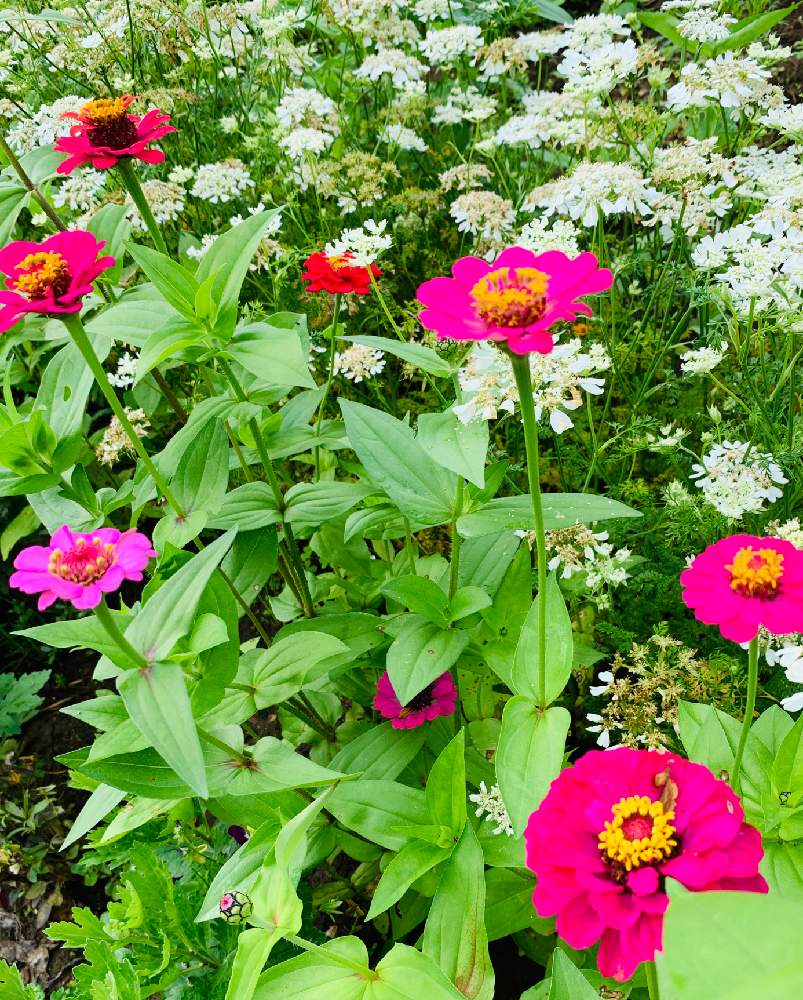 おはようの投稿画像 By のばらさん M Family とジニア とオルレア と今朝の１枚と福島からのエール 21月7月11日 Greensnap グリーンスナップ