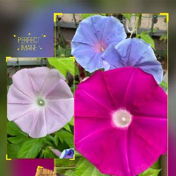 スープセロリを種から Greensnap グリーンスナップ