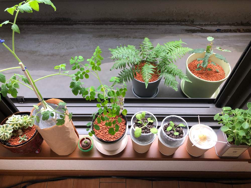 サボテンの投稿画像 By Nemuyさん ミニトマトとレタスとエケベリアとアロマティカスとディクソニア アンタルクティカとモリンガとレモンユーカリ とアボガドとセダム アトランティスと多肉植物と野菜 水耕栽培とお野菜と種から育てるサボテン栽培カプセルと水耕栽培と