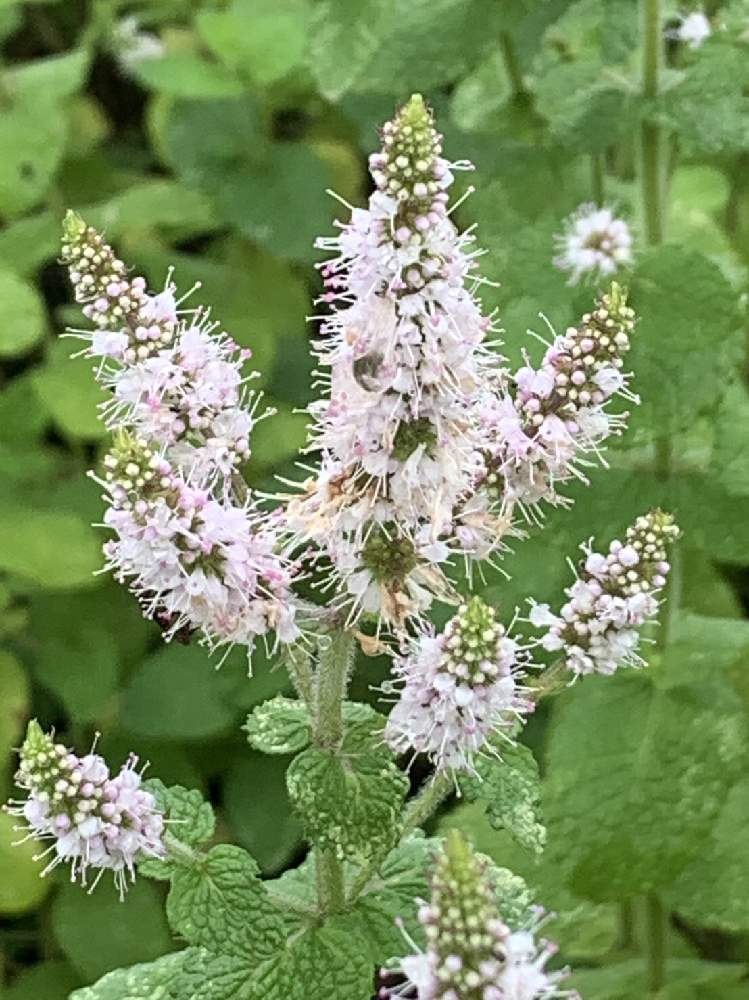 アップルミントの投稿画像 By ケントさん ハーブと散歩と白い花と道端 21月7月11日 Greensnap グリーンスナップ