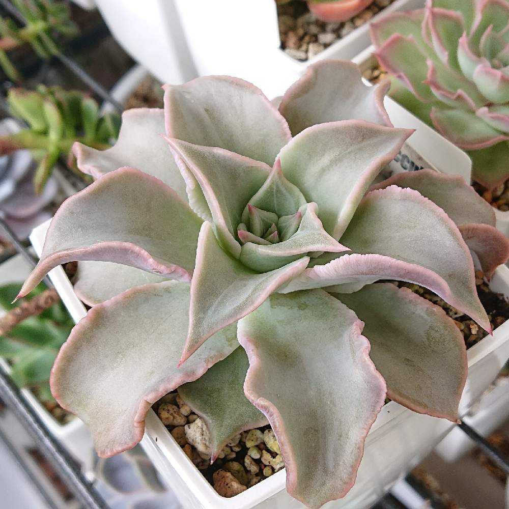 エケベリア　マディバドロップ エケベリア マディバ Echeveria 'Madiba'｜多肉植物図鑑 PUKUBOOK