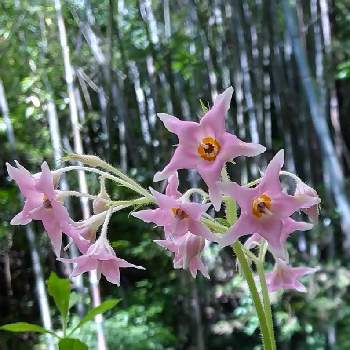 星型の花の投稿画像一覧 Greensnap グリーンスナップ