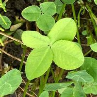 ブラッククローバーの育て方 種まきや植え替えの時期は Greensnap グリーンスナップ ブラッククローバーの育て方 種まきや植え替えの時期は Greensnap グリーンスナップ