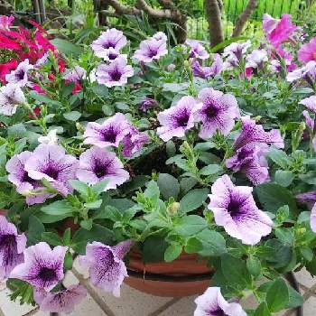 サフィニアラベンダーレース の画像 by ミカエルさん | サフィニアラベンダーレース とガーデニングとサフィニア♪と薄紫色の花と庭　にわ