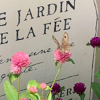 蝶々の投稿画像一覧 Greensnap グリーンスナップ