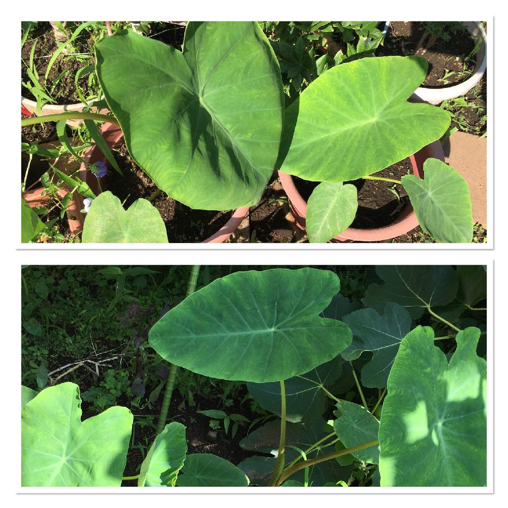小さな庭の投稿画像 By Midaiさん 家庭菜園と緑のある暮らしと里芋の葉と 里芋と家庭菜園と緑のある暮らしと里芋の葉と 里芋 21月7月11日 Greensnap グリーンスナップ Greensnap グリーンスナップ
