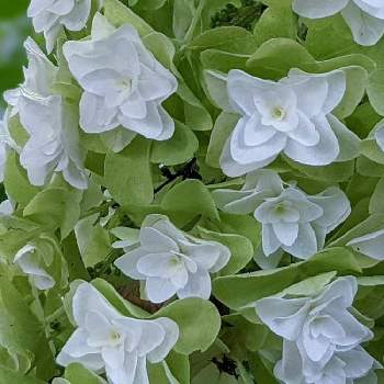 紫陽花フェスの画像 by 秋草さん | 広い庭とアジサイと白い花シリーズ❣️と紫陽花フェスと白・しろ・ホワイトと白い花と白い花マニアとアジサイ✽