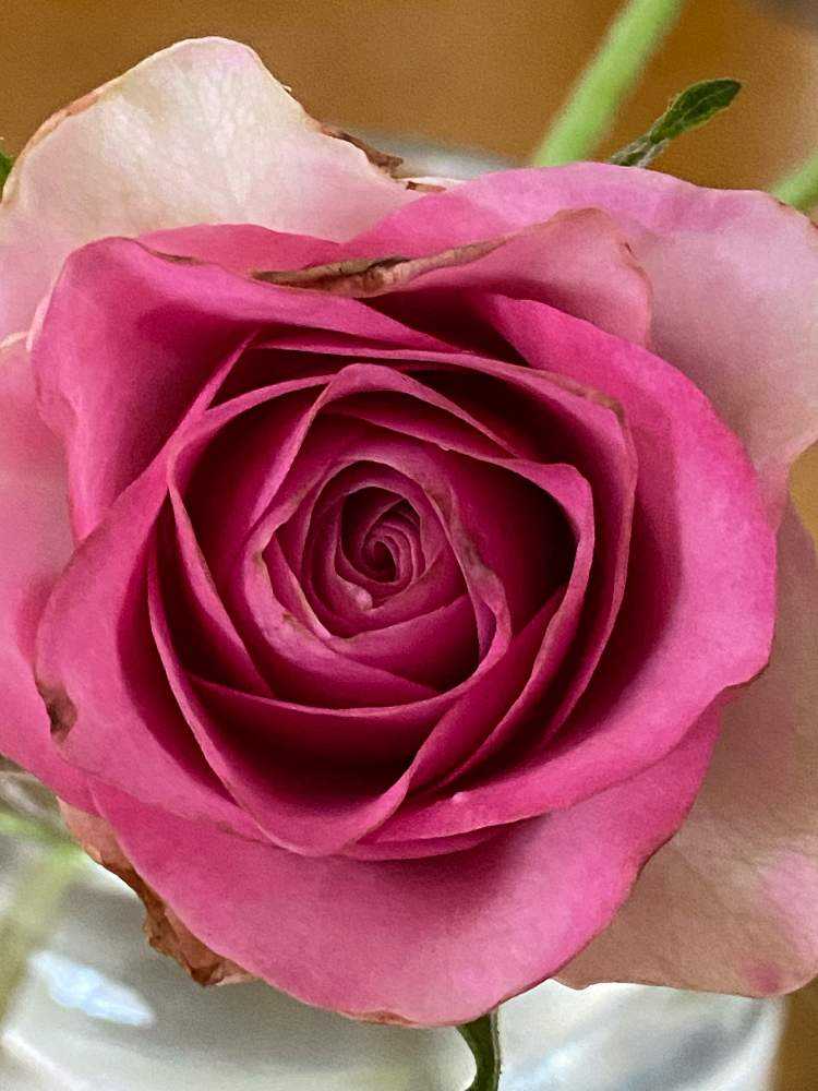 我が家の🌹薔薇｜🍀GreenSnap（グリーンスナップ）