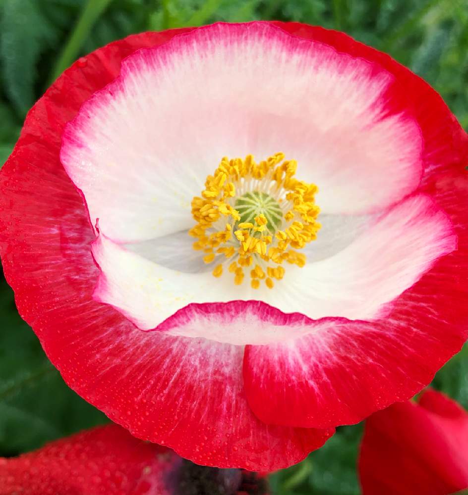 いつも笑顔で の投稿画像 By 花土葉さん ポピーと癒しと大好き と赤い花 21月7月11日 Greensnap グリーンスナップ