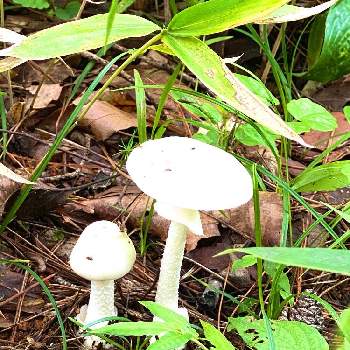 白いキノコの投稿画像一覧 Greensnap グリーンスナップ