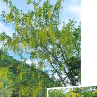 キングサリの育て方 毒性がある 鉢植えでも地植えでもok Greensnap グリーンスナップ キングサリの育て方 毒性がある 鉢植えでも地植えでもok Greensnap グリーンスナップ