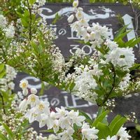 ヒメウツギの育て方 水やりや植え替えの時期 剪定方法は Greensnap グリーンスナップ ヒメウツギの育て方 水やりや植え替えの時期 剪定方法は Greensnap グリーンスナップ