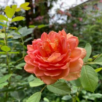 わんこのいる庭の画像 by mimiroseさん | レディオブシャーロットとバラ初心者とわんこのいる庭とガーデニングとバラ 四季咲きとバラ・ミニバラとバラを楽しむ