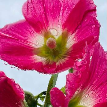 立葵の花の画像 by きゃろっぴぃさん | タチアオイと立葵の花