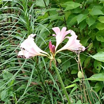 アマゾンリリーの投稿画像一覧 Greensnap グリーンスナップ