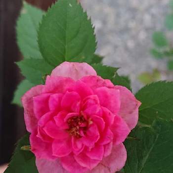 ミニバラ無名の画像 by 山ちゃんさん | ミニバラ無名と鉢植えと花のある暮らしと我が家のバラと今日のバラ