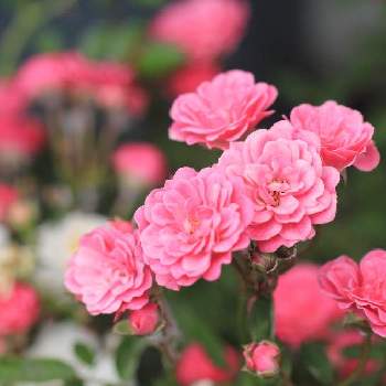 バラ鉢栽培の画像 by めりーさん | エクステリアとばら バラ 薔薇とミニばら☆とバラ鉢栽培
