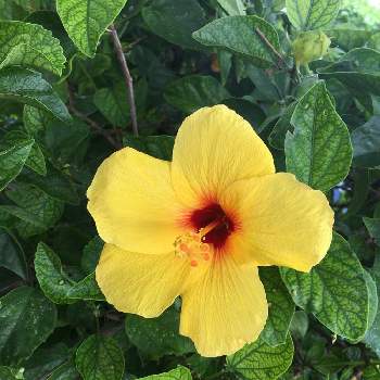 旅行の画像 by まーママさん | お出かけ先とハイビスカスと花のある暮らしと旅行とハワイと今日のお花と投稿200記念とハイビスカス-2021