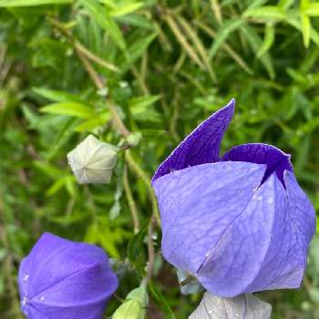 期待してますの画像 by かっちゃんさん | 小さな庭と桔梗ときれいな色❣️と色あざやか⁎⋆*﻿とありがとう❤️と期待してますと楽しみ♡と花のある暮らしとうす紫色