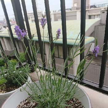 ナフコの投稿画像一覧 Greensnap グリーンスナップ