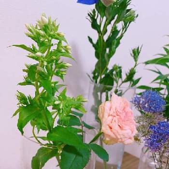 花の飾り方の画像 by niki 可愛いお花屋さんが好きさん | 名前を教えて！と薔薇と花の飾り方とガラスの花瓶とお花のある生活と花は癒やし♡と切り花