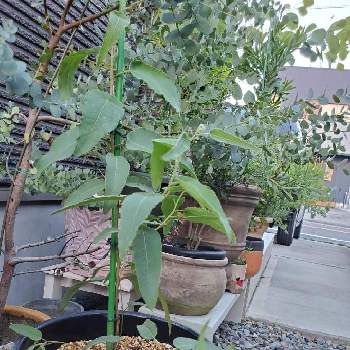 レモンユーカリ の投稿画像一覧 Greensnap グリーンスナップ