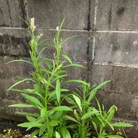 ケイトウ,ケイトウホルン,実生,もりもり,ピンクの画像