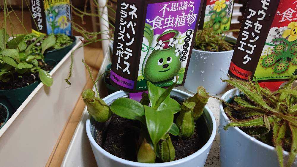 Carnivorous plant／食虫植物 vol.2｜🍀GreenSnap（グリーンスナップ）