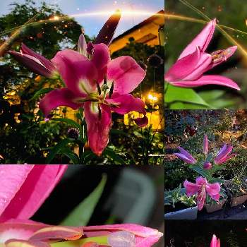 カサブランカ　ピンクの画像 by ももこさん | 小さな庭とゆり　ユリ　百合とカサブランカ　ピンクとガーデニングとお花のある暮らしと小さな小さな庭とおうち園芸
