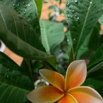 南国のお花の投稿画像一覧 Greensnap グリーンスナップ