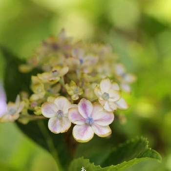紫陽花 ありがとうの投稿画像一覧 Greensnap グリーンスナップ