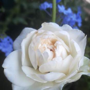 クロッシェの投稿画像一覧 Greensnap グリーンスナップ