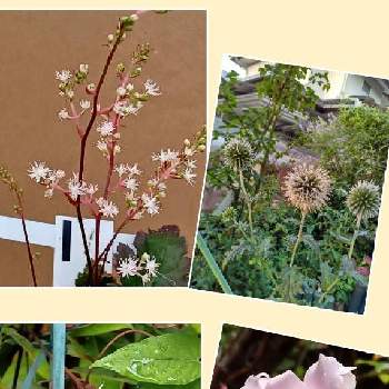 エキノプススターフロストの画像 by メリーさん | 小さな庭とおうち園芸と一ツ葉ショーマとあおい 薔薇と鉢植えとエキノプススターフロストと花のある暮らしとクレマチス2年目と薔薇 あおい♥️と地植え