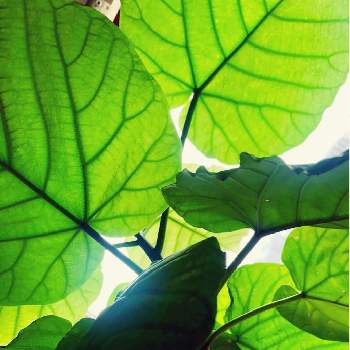 フィカスウンベラータ！の画像 by shiho＊さん | 部屋とフィカスウンベラータと観葉植物と植物のある暮らしと葉っぱと植物とフィカスウンベラータ！と緑のある暮らしとフィカス属と緑のある生活と葉っぱ好き