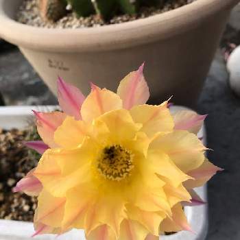 オレンジマジックの投稿画像一覧 Greensnap グリーンスナップ