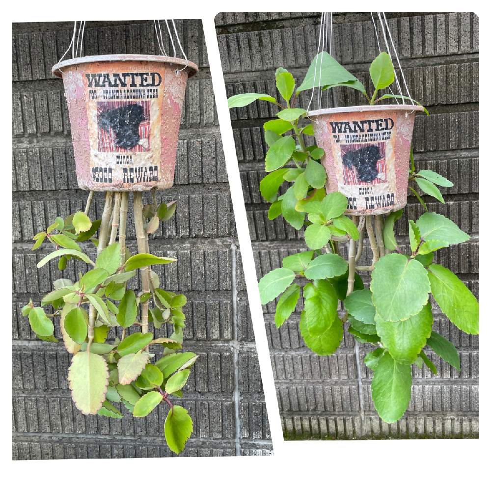 マザーリーフの投稿画像 By Durgaさん セイロンベンケイ草 マザーリーフ と多肉植物と観葉植物と葉っぱから葉っぱとおうち園芸と緑のある暮らしとガーデニングとリメ缶 リメ鉢 21月7月12日 Greensnap グリーンスナップ