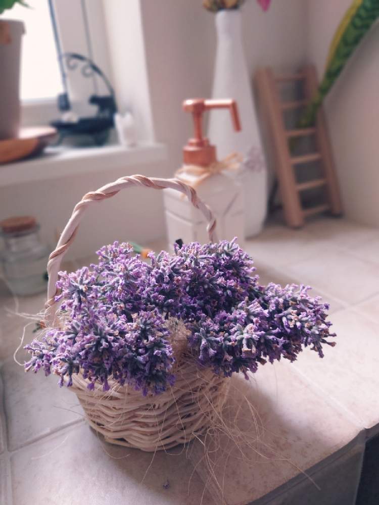 ピンクラベンダーの投稿画像 By しゅうさん ドライフラワーと夏の花と薄紅色とアロマと収穫と北海道と良い香りとハーブとカゴ 21月7月12日 Greensnap グリーンスナップ