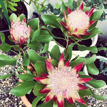 キングプロテア の投稿画像一覧 Greensnap グリーンスナップ