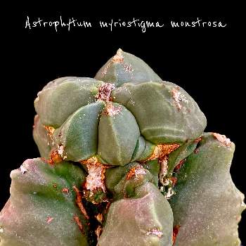 Astrophytum myriostigmaの画像 by ronさん | Astrophytum myriostigma monstrosaとAstrophytum myriostigmaと鸞鳳玉石化とカクタス広瀬