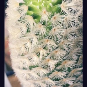 サボテン水耕栽培,サボテン大好き！,カルメナエ❤,マミラリア属 カルメナエ,ふわふわサボテンの画像