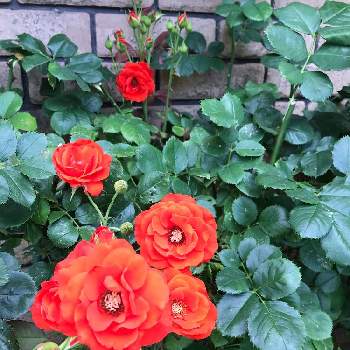 チンチンの投稿画像一覧 Greensnap グリーンスナップ