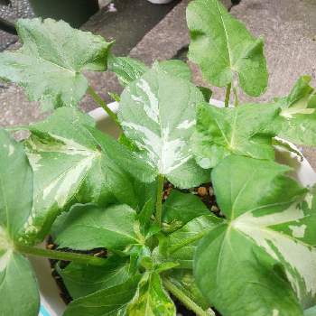 つるが伸びない朝顔の投稿画像一覧 Greensnap グリーンスナップ