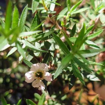 マヌカの投稿画像一覧 Greensnap グリーンスナップ