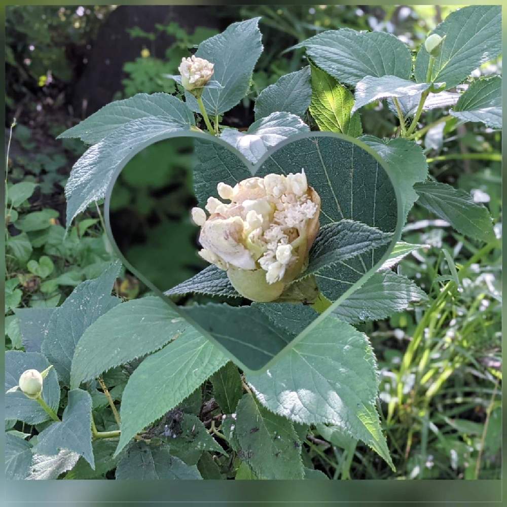 アジサイの投稿画像 By 秋草さん 白い花シリーズ と紫陽花フェスと白 しろ ホワイトと白い花と白い花マニアとアジサイ と玉紫陽花と玉紫陽花 とタマアジサイと広い庭と白い花シリーズ と紫陽花フェスと白 しろ ホワイトと白い花と白い花マニアとアジサイ と