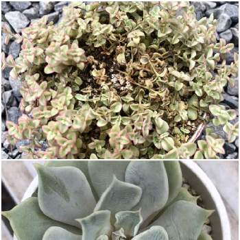 バラバラ事件の投稿画像一覧 Greensnap グリーンスナップ