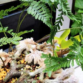 石化シノブ猫の手の投稿画像一覧 Greensnap グリーンスナップ