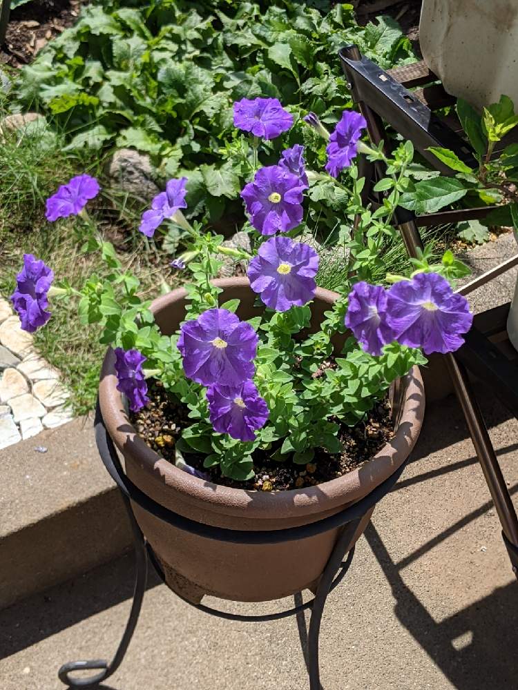 ペチュニアの投稿画像 By ヒロシさん 鉢植えの花と可愛い花と紫色の花と緑の葉と家庭園芸 21月7月12日 Greensnap グリーンスナップ