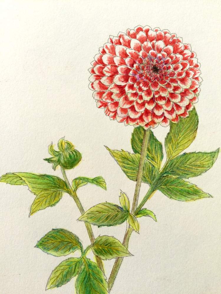 ダリアの投稿画像 By Miraさん 塗り絵と塗り絵 21月7月 12日 Greensnap グリーンスナップ Greensnap グリーンスナップ ダリアの投稿画像 By Miraさん 塗り絵と塗り絵 21月7月 12日 Greensnap グリーンスナップ Greensnap グリーンスナップ